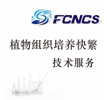 植物组织培养快繁